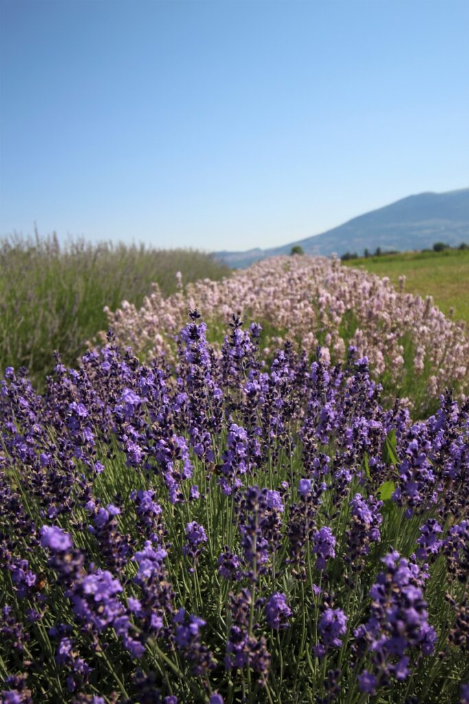 purple flower field during daytime